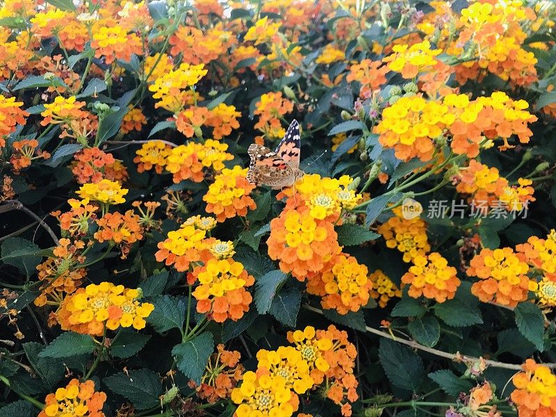 橙色花上的蝴蝶
