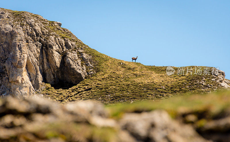山羊站在山脊上
