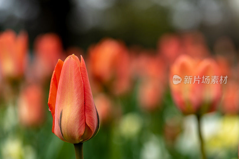 在加拿大郁金香节在专员公园，加拿大渥太华的雨滴单郁金香特写