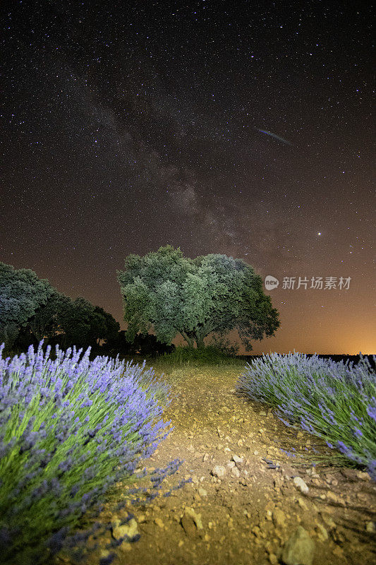 瓜达拉哈拉的薰衣草田夜光绘像——西班牙