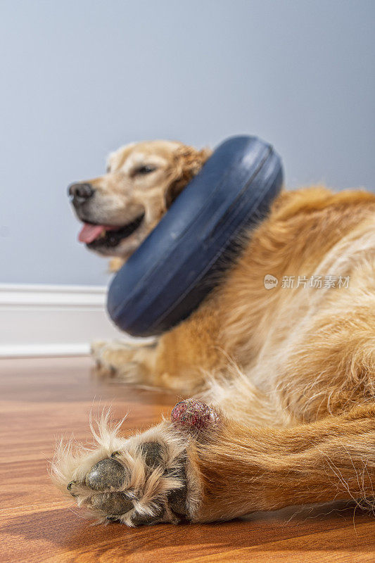 金毛猎犬戴着充气式e项圈，因为她的爪子上有溃烂的肿块