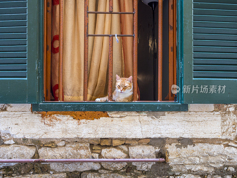 可爱的猫看着窗外