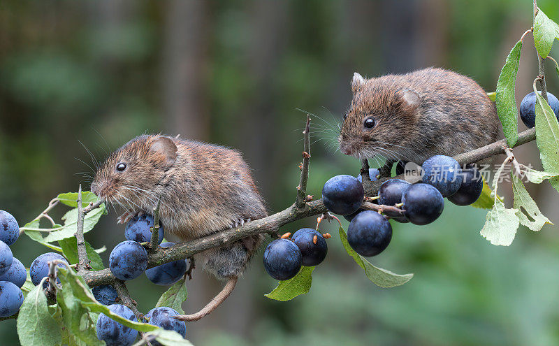 野鼠栖息在带有黑刺李浆果的树枝上