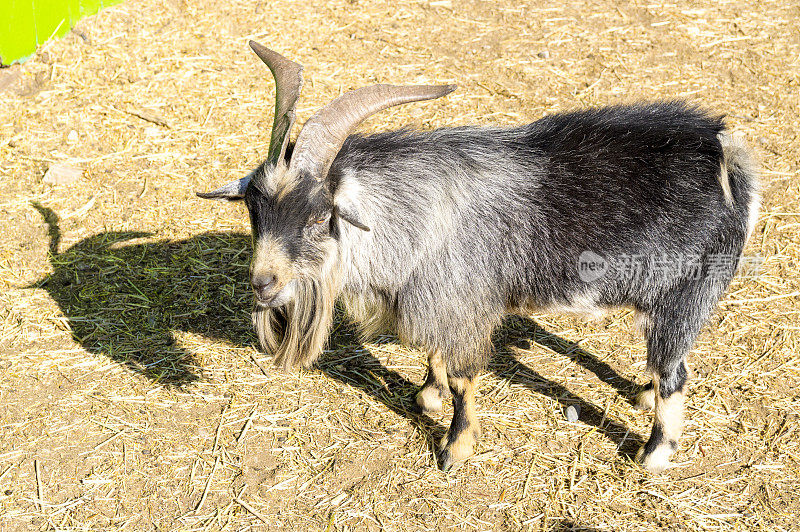 犹他州南瓜园动物宠物圈里的比利山羊