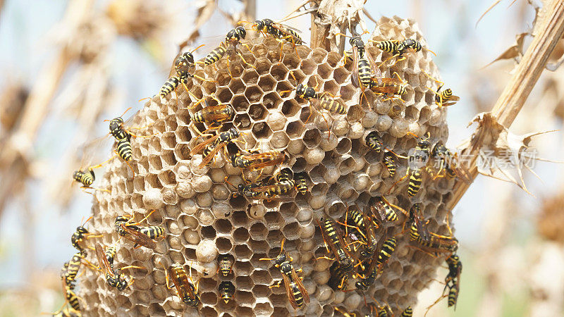 黄蜂在干燥的蓟丛中筑巢