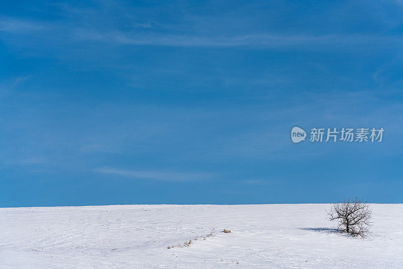 冬季景观，单棵树