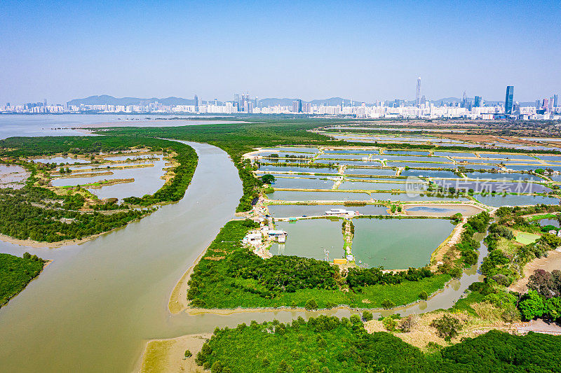 大生围元朗鱼塘的鸟瞰图