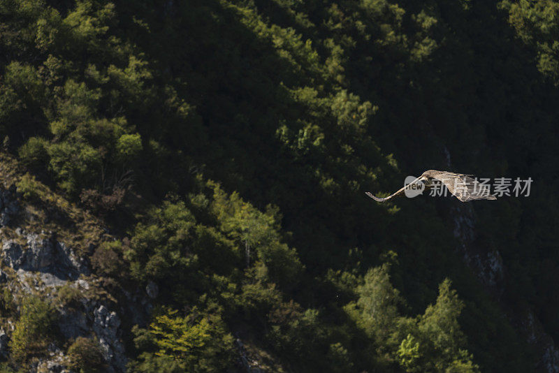 一只兀鹫在乌瓦茨河峡谷上空飞翔