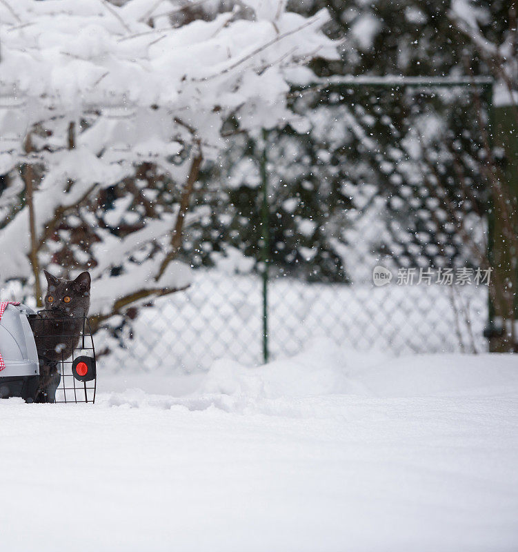 猫第一次在雪地上