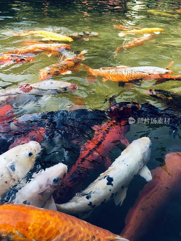 五颜六色的鲤鱼在日本京都传统锦鲤池游泳