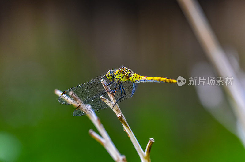 普通飞镖(纹状合峰)蜻蜓。