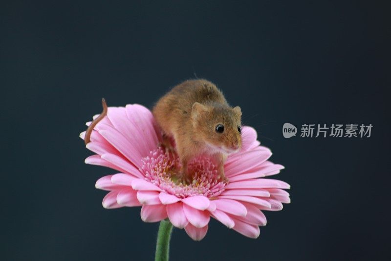 收获鼠标上的粉红色非洲菊与复制空间