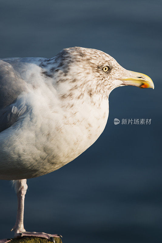 海鸥在码头