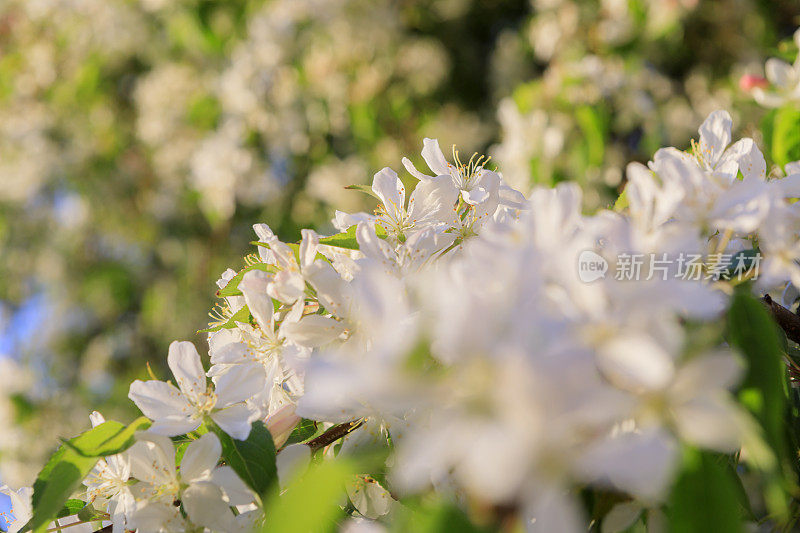 白杏树开花