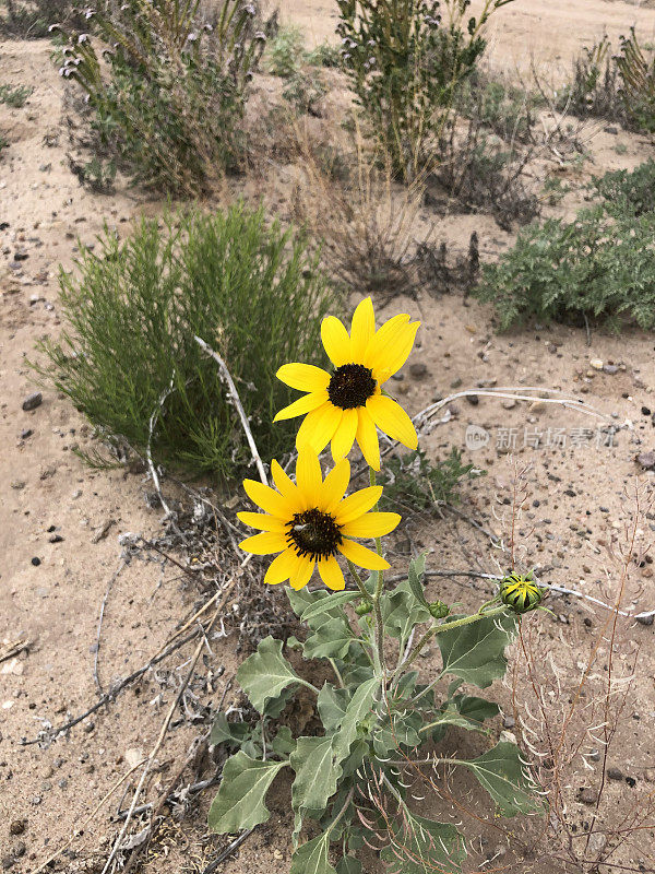 新墨西哥州拉斯克鲁塞斯的野生沙漠向日葵
