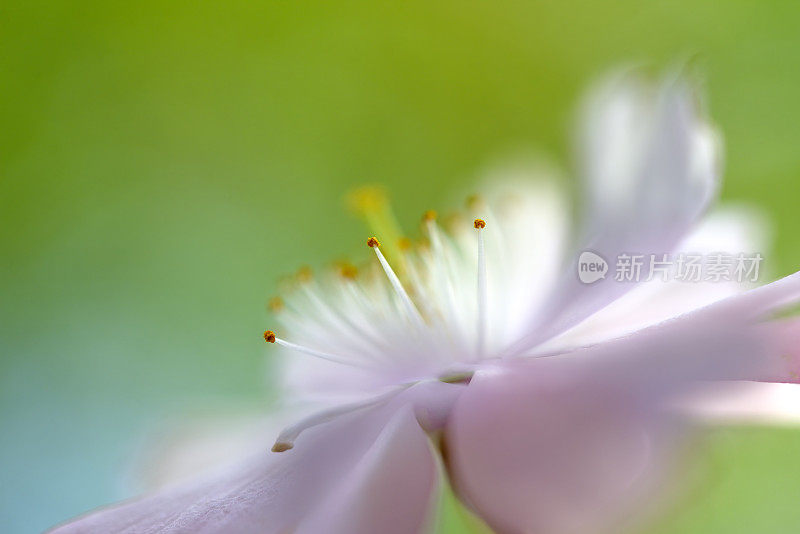 银莲花盛开