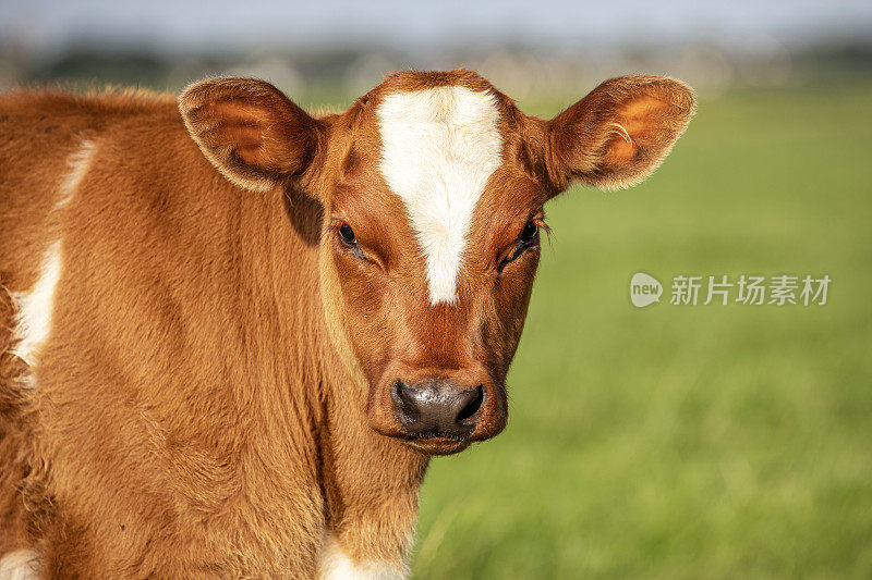 头像红牛犊，品种:“深红色”的荷兰传统牛在一个领域
