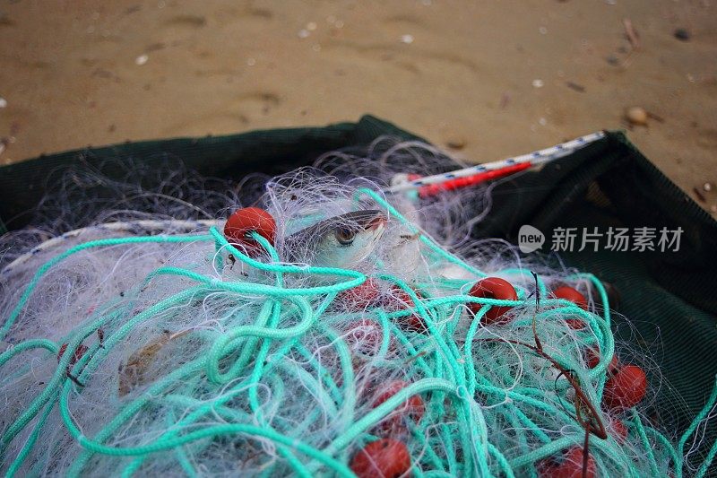 这是一条鱼的特写镜头，从一堆渔网中望出去