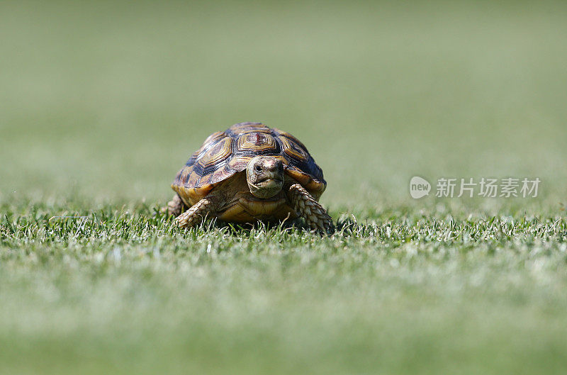 豹龟宝宝在草地上行走
