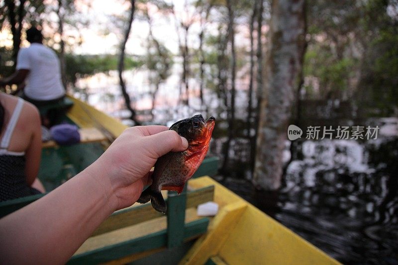 巴西亚马逊丛林河捕获的野生食人鱼