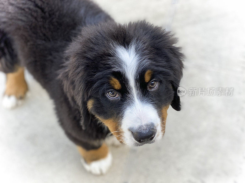 伯尔尼兹山犬