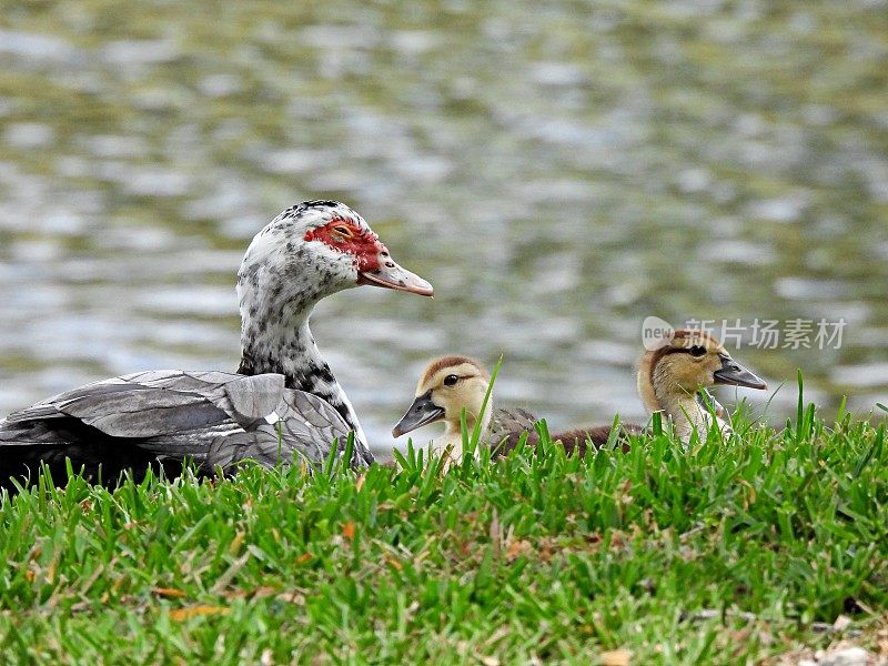 番鸭——妈妈和小鸭子在水边休息