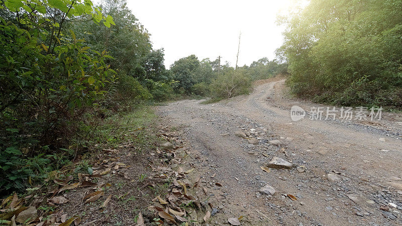 森林里泥泞的路