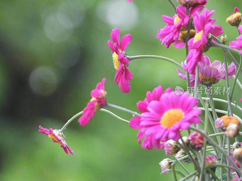 粉红雏菊花瓶