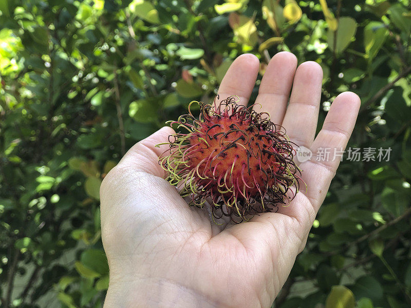 女人的手牵着红毛丹水果在户外