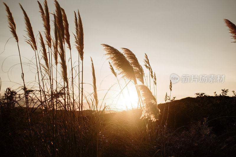 松节油(潘帕斯草原除尘器)