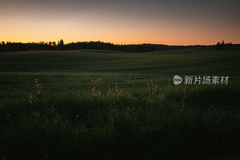 壮丽的日出在草地上。长满青草的小山