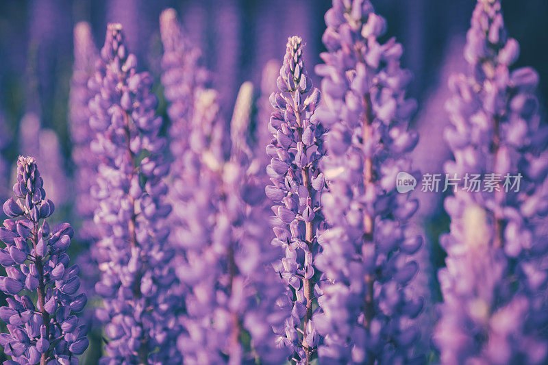 野生紫花背景