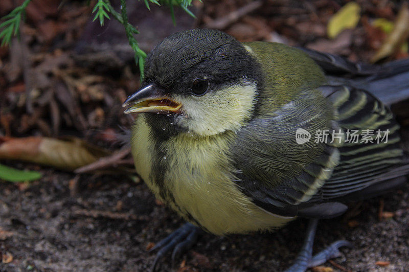 小山雀在困惑中