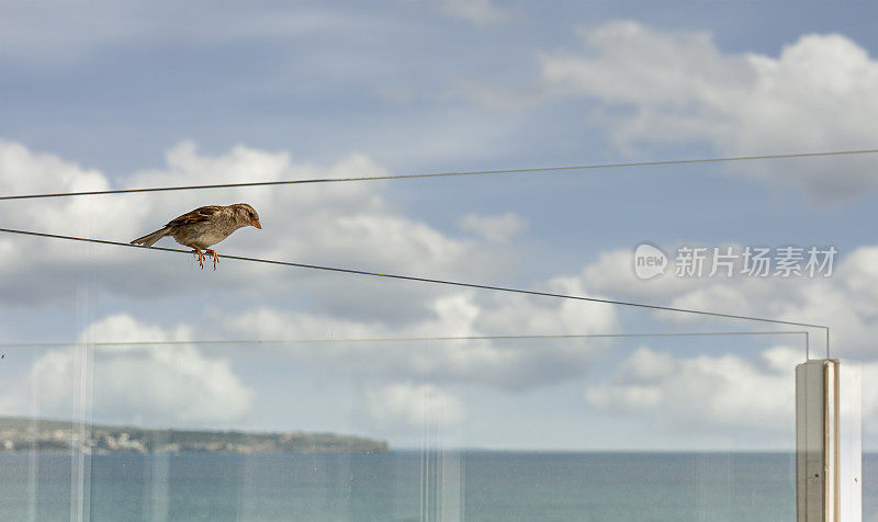 玻璃阳台上的小鸟