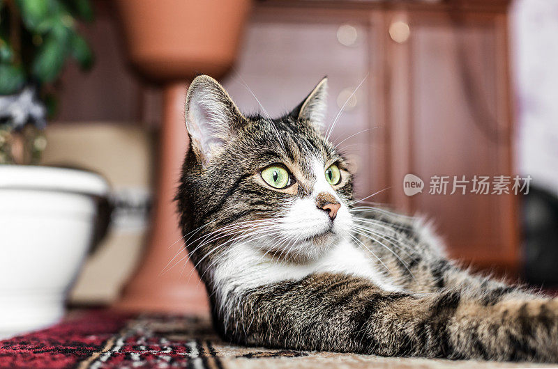 一只绿眼睛的猫，一只虎斑猫躺在地毯上，