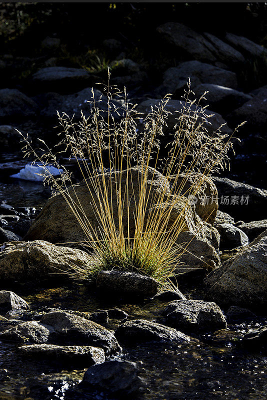 甘油三酯，一种单子叶植物，是一种多年生草，原产于加利福尼亚，也在加利福尼亚以外的地方发现，但仅限于北美西部。北湖附近的Bishop，加利福尼亚。禾本科。