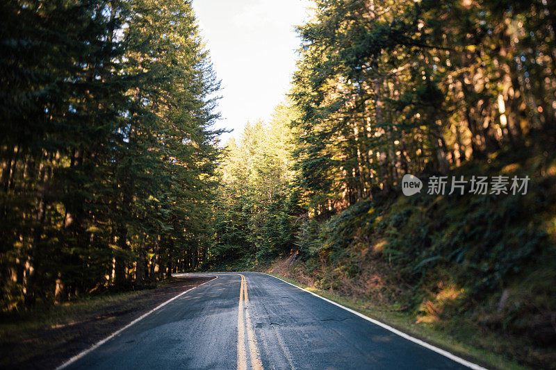 太平洋西北森林路