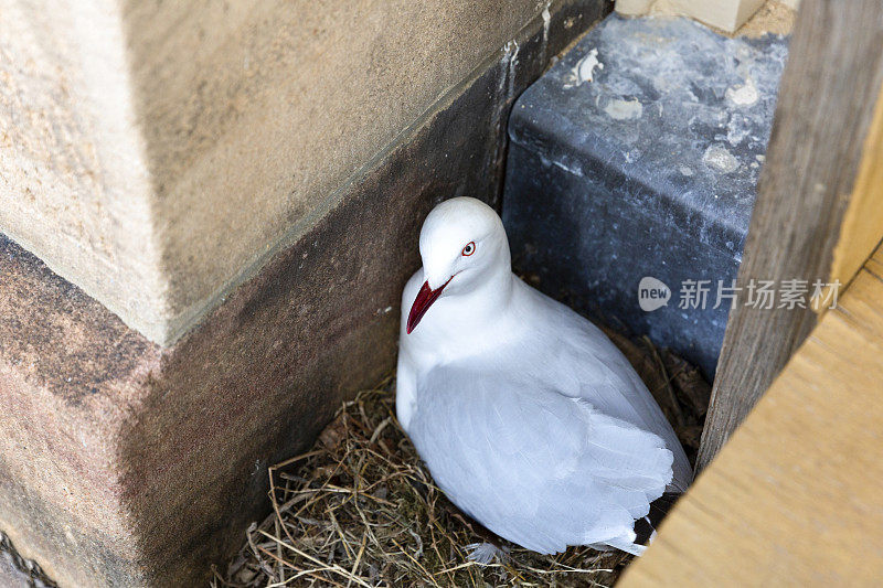 海鸥坐在巢中，背景与复制空间