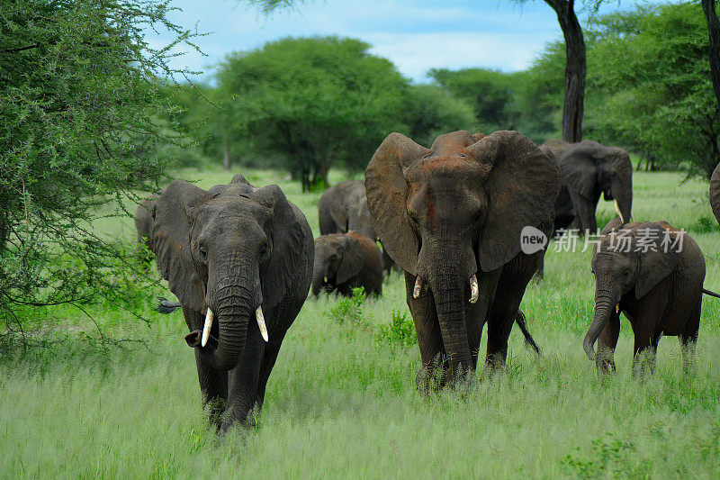 坦桑尼亚树丛中的一群非洲象