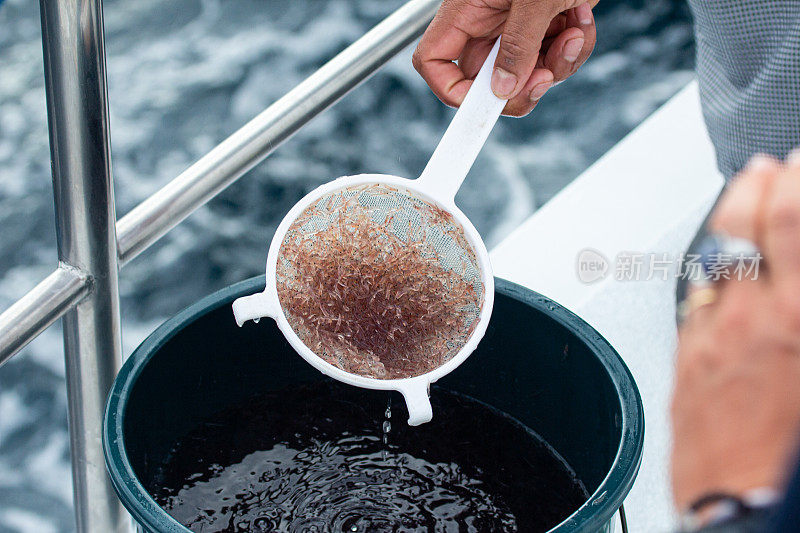 海生磷虾鱼的饲料