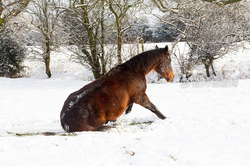 这是一个寒冷的冬天，在英国什罗普郡乡下，她坐在这匹雪白美丽的栗色马身上，在刚下过的雪中移动着姿势，并在另一边打滚。
