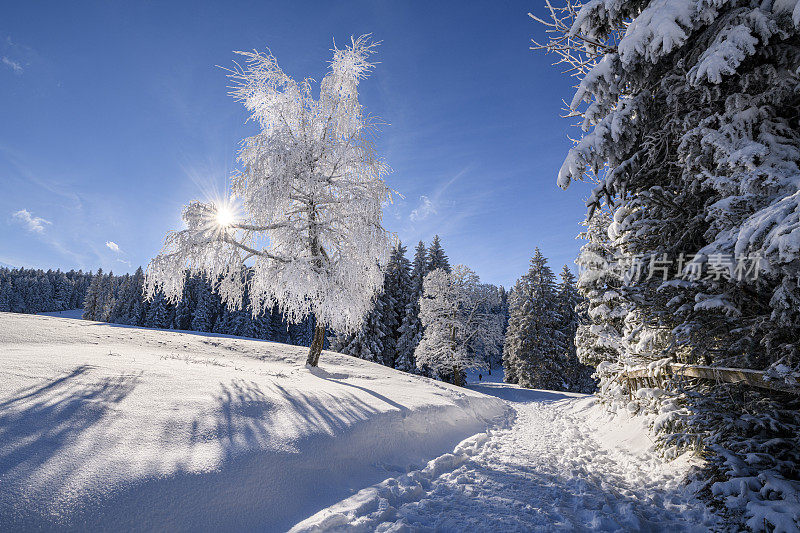 冬天的景色有冰冻的树木