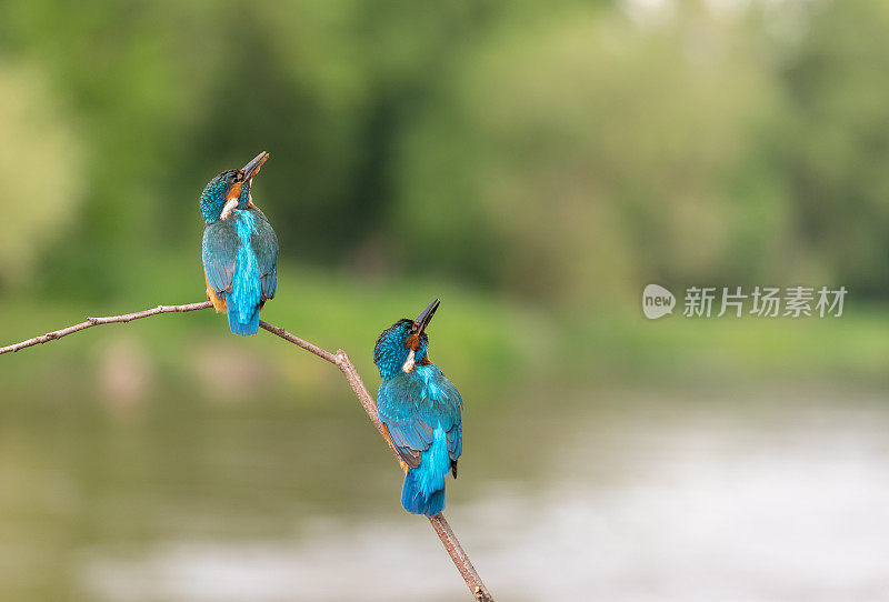 两个常见的翠鸟