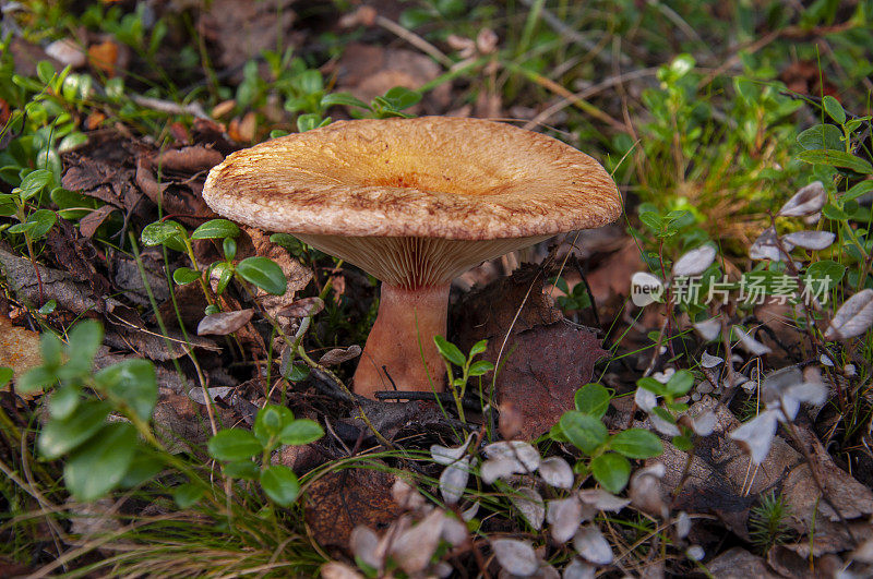 蘑菇生长在冻土带森林的棕色树叶和绿色草地中