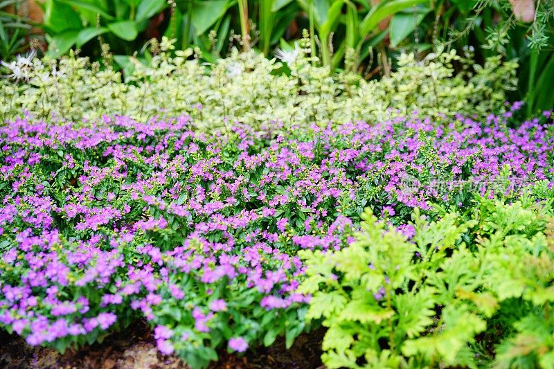 特写紫假石南花