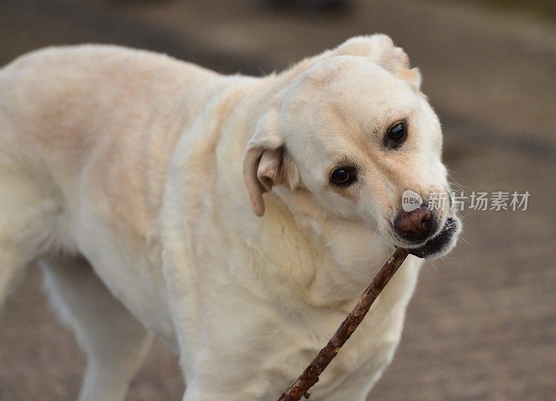 海滩上的拉布拉多寻回犬