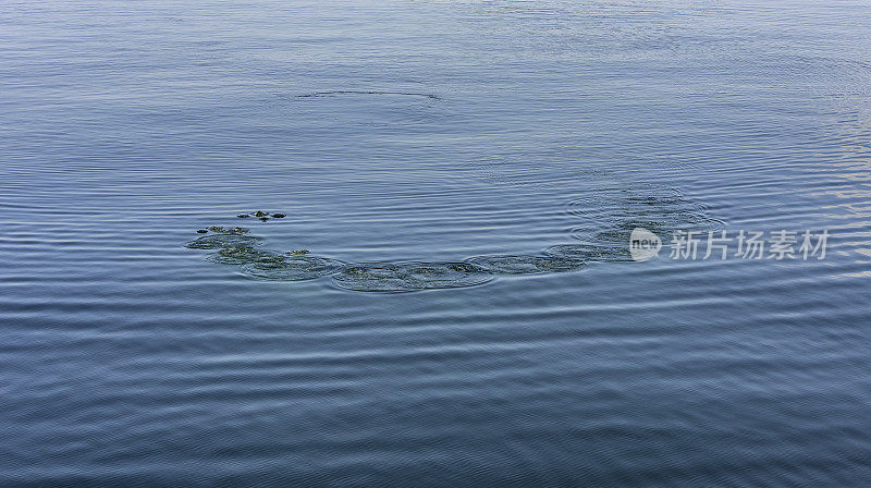 在阿拉斯加东南部的弗雷德里克海湾，用泡沫网和泡沫网喂养座头鲸。最远。泡泡围成一个圈来限制鱼。