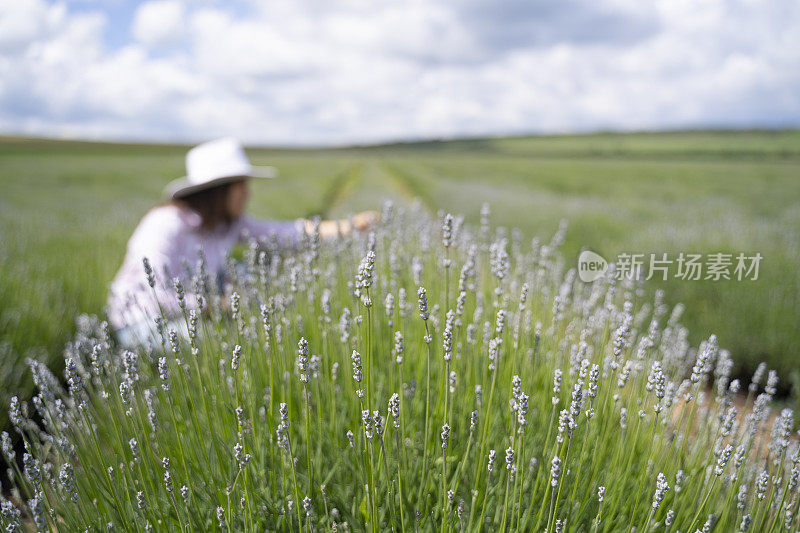 农妇正在检查盛开的薰衣草种植园的新收获。农业职业。保加利亚的薰衣草花田。