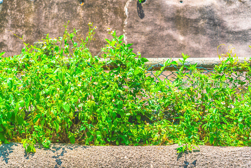 植物从混凝土中冲破沥青生长出来