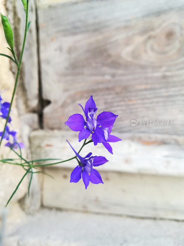 小小的紫罗兰花在一个破旧的木制背景上